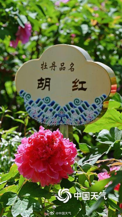 圆明园上演牡丹盛宴