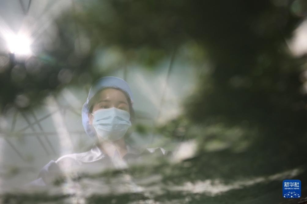 甘肃康县：茶香悠悠