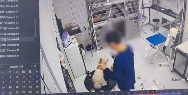 江苏淮安一宠物医院暴力摔打宠物狗，院方致歉：涉事员工已被开除