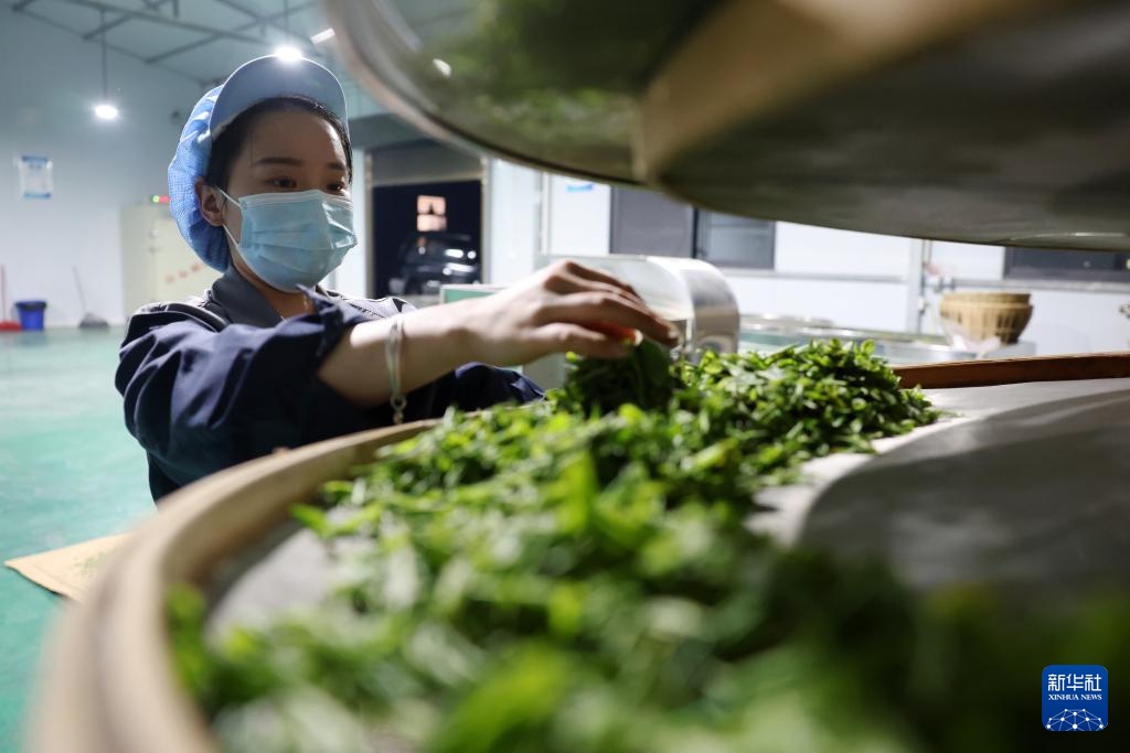 甘肃康县：茶香悠悠