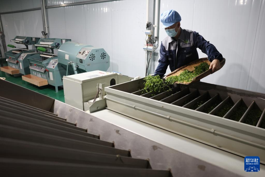 甘肃康县：茶香悠悠