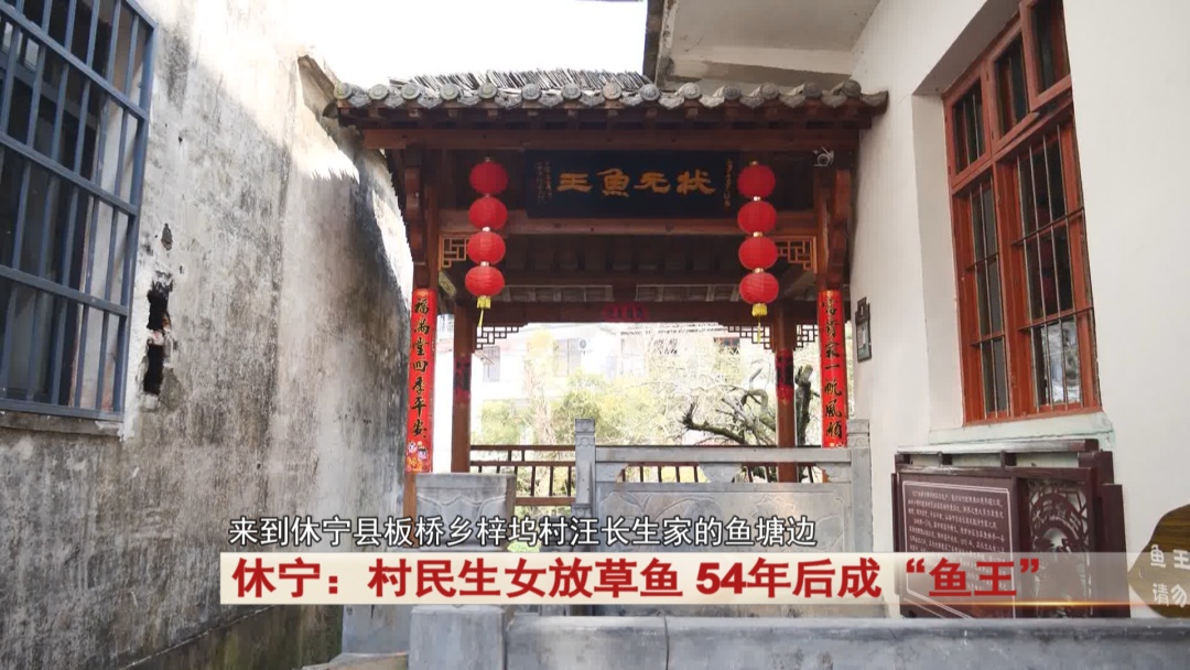 安徽休宁有一条“鱼王”已经55岁！现在依然健康