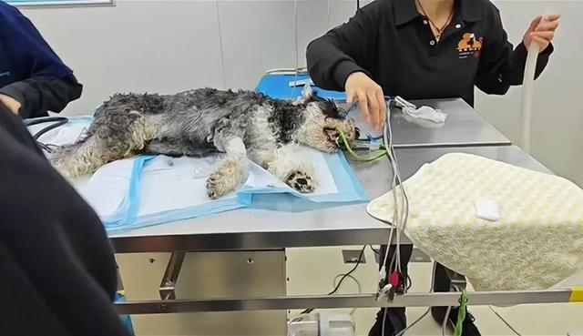 网友反映云南一公园有人投毒，警方介入