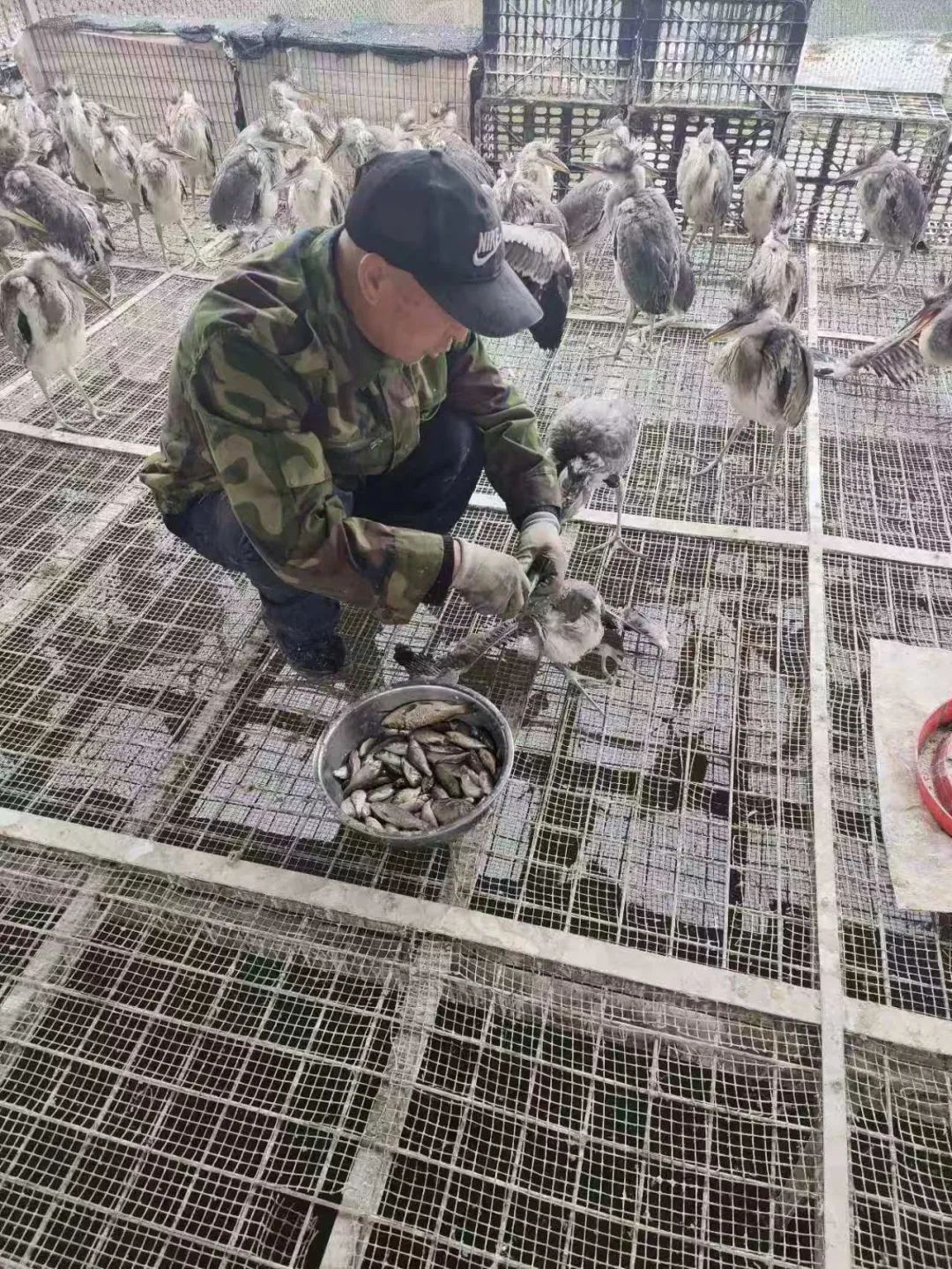 黑手，正在伸向这个候鸟天堂！