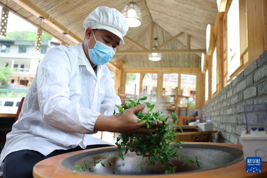 甘肃康县：茶香悠悠