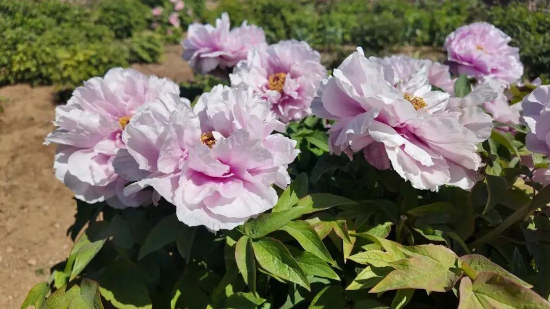 已进入最佳观赏期 快来邂逅“国色芳华”