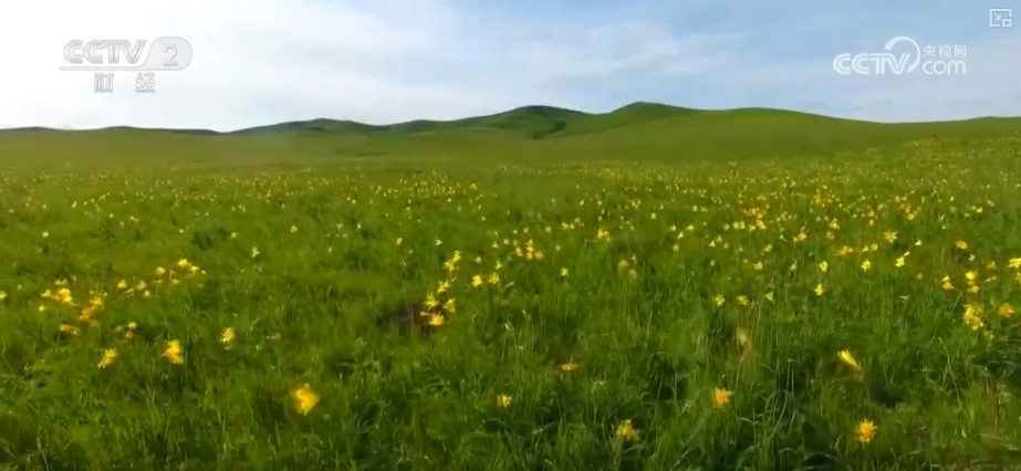 22亿亩、4600万亩、5.5亿吨！“数”说草原增绿扩绿成效显著