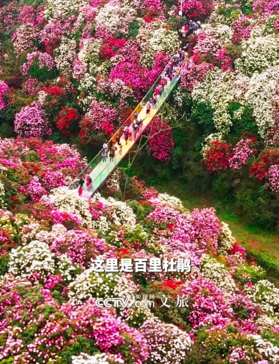 贵州百里杜鹃突遇冰雹，很多花打没了！民警救援时冻得发抖，游客称险失温，景区回应