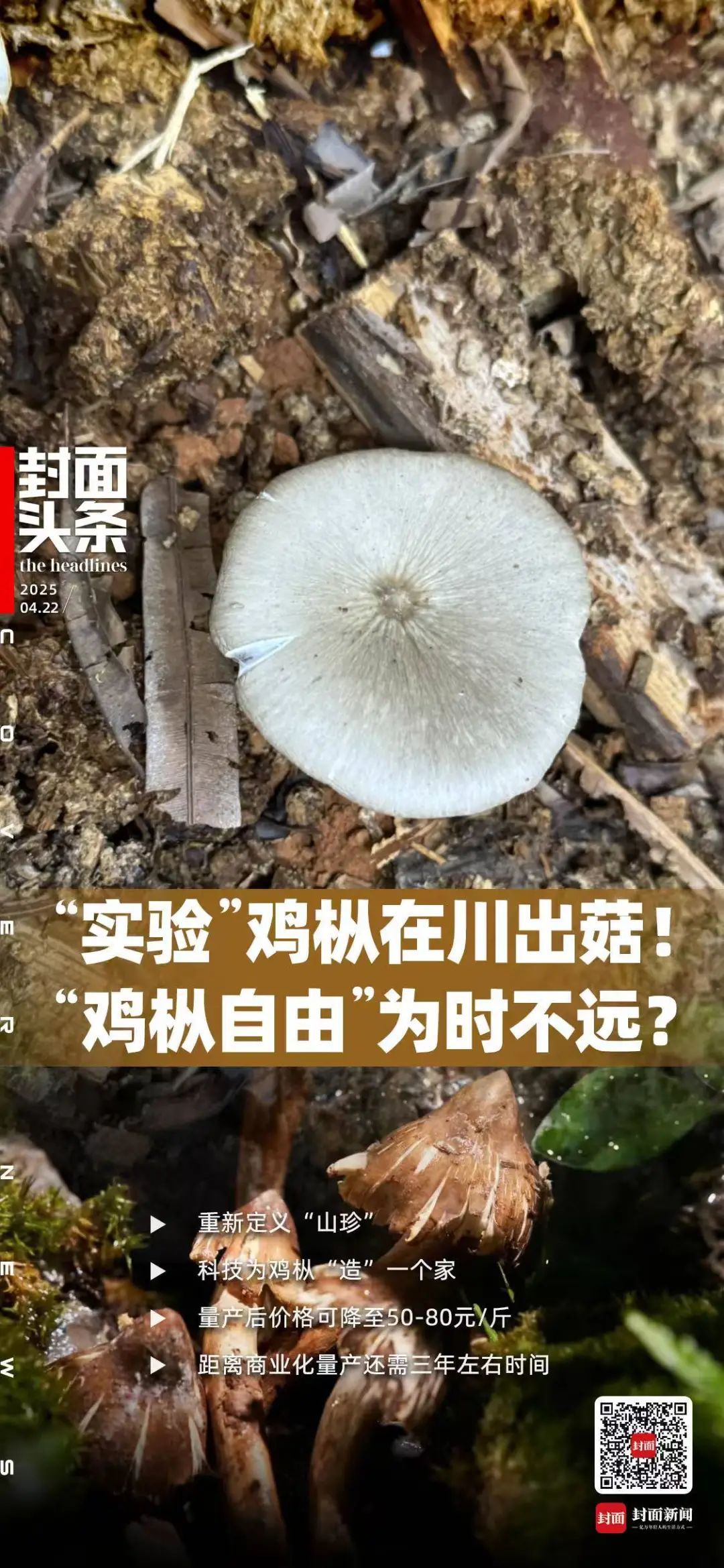 价格腰斩！四川人即将实现鸡枞菌自由