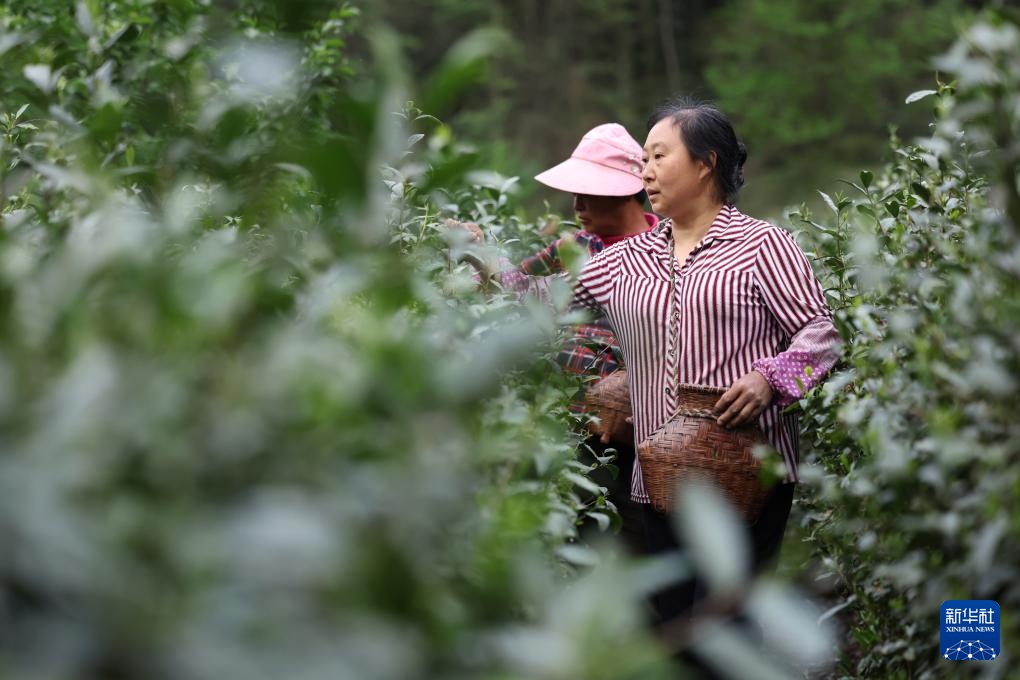 甘肃康县：茶香悠悠