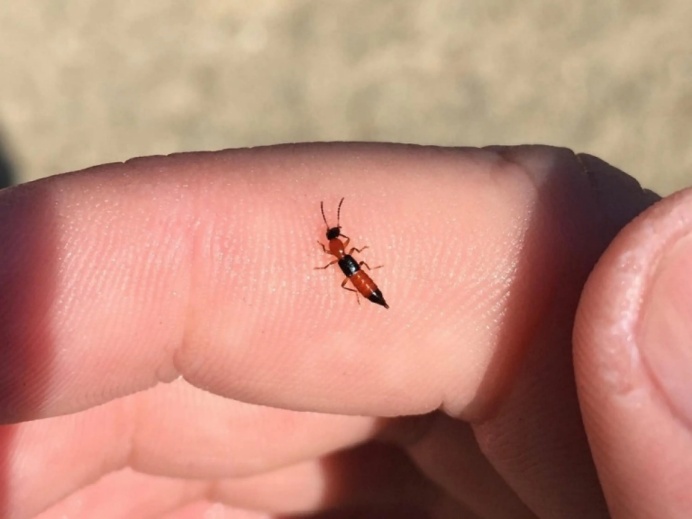 突然爆发，一地确诊200多例！有人差点毁容...医生紧急提醒：千万别拍