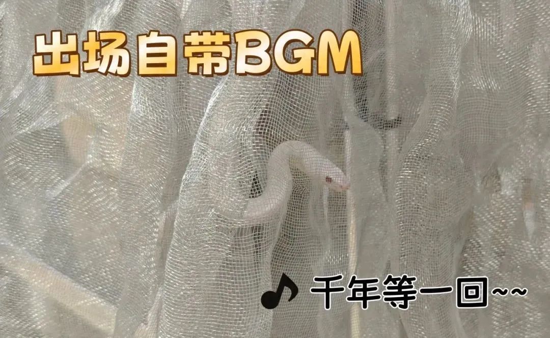 浙江一小区惊现神秘白蛇，消防员出手，背后身份竟然是……