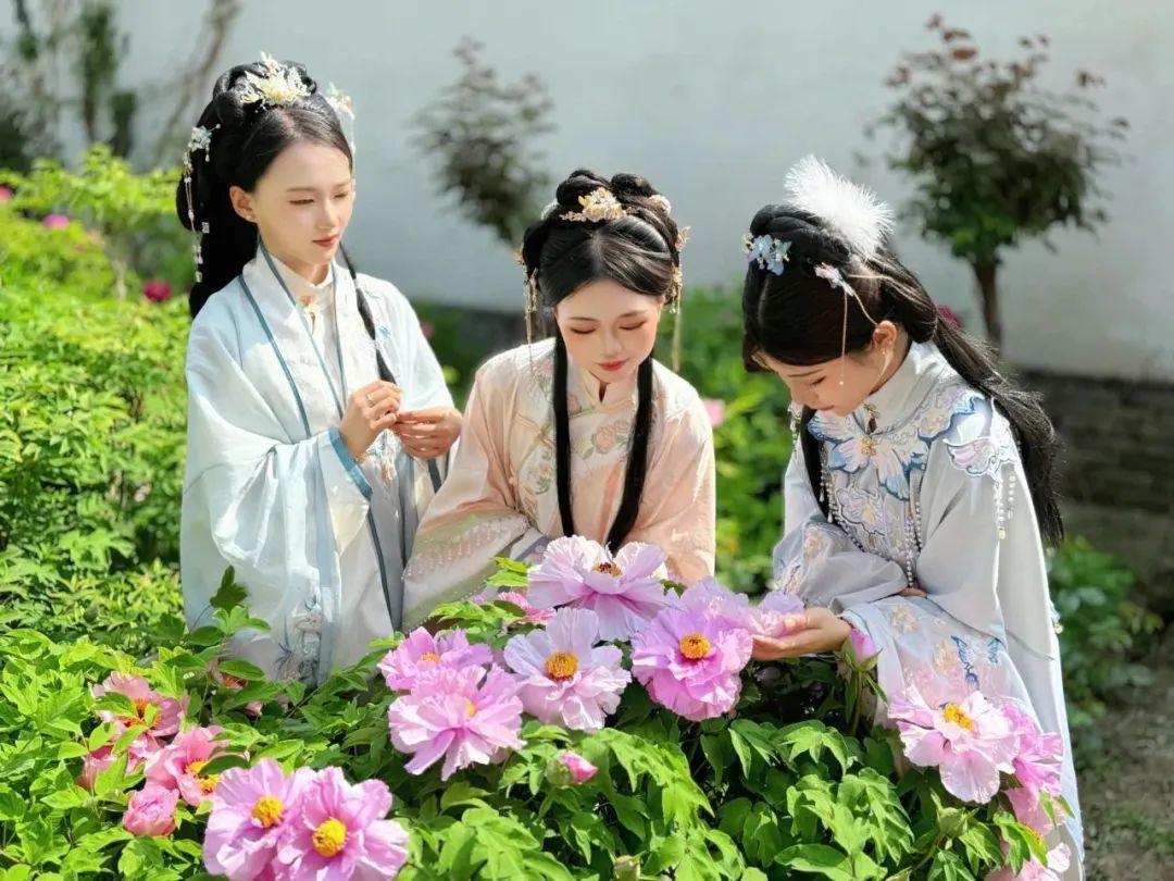 已进入最佳观赏期 快来邂逅“国色芳华”