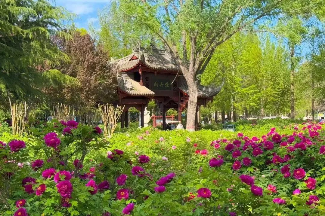 已进入最佳观赏期 快来邂逅“国色芳华”