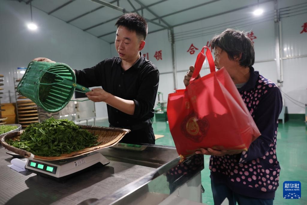 甘肃康县：茶香悠悠