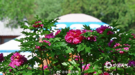 圆明园上演牡丹盛宴