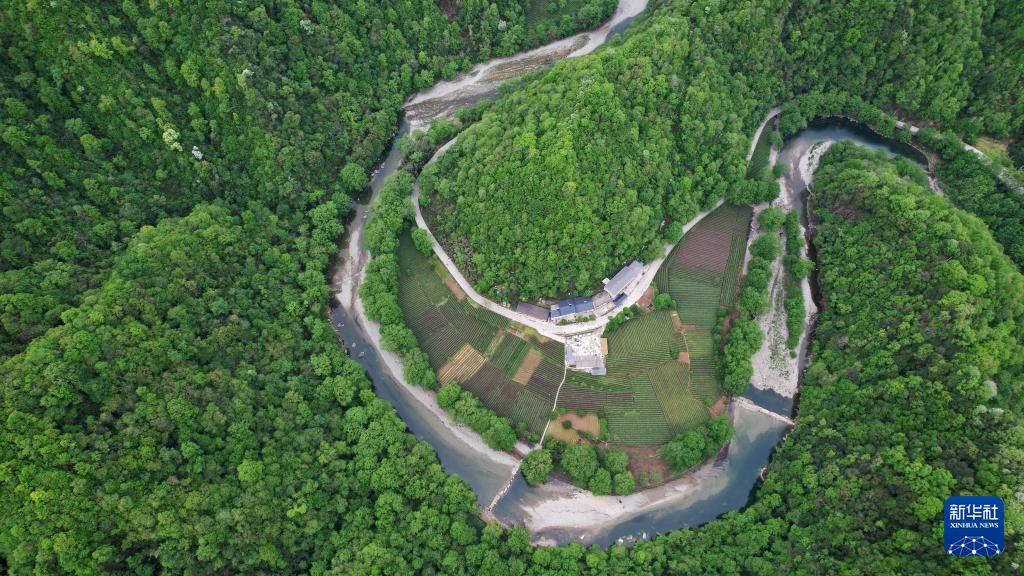 甘肃康县：茶香悠悠