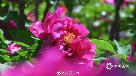 圆明园上演牡丹盛宴