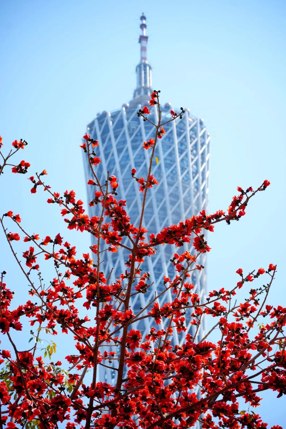 注意！地上的木棉花不要捡！不要吃！这3类人更需警惕！