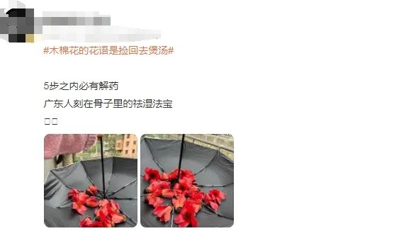 注意！地上的木棉花不要捡！不要吃！这3类人更需警惕！