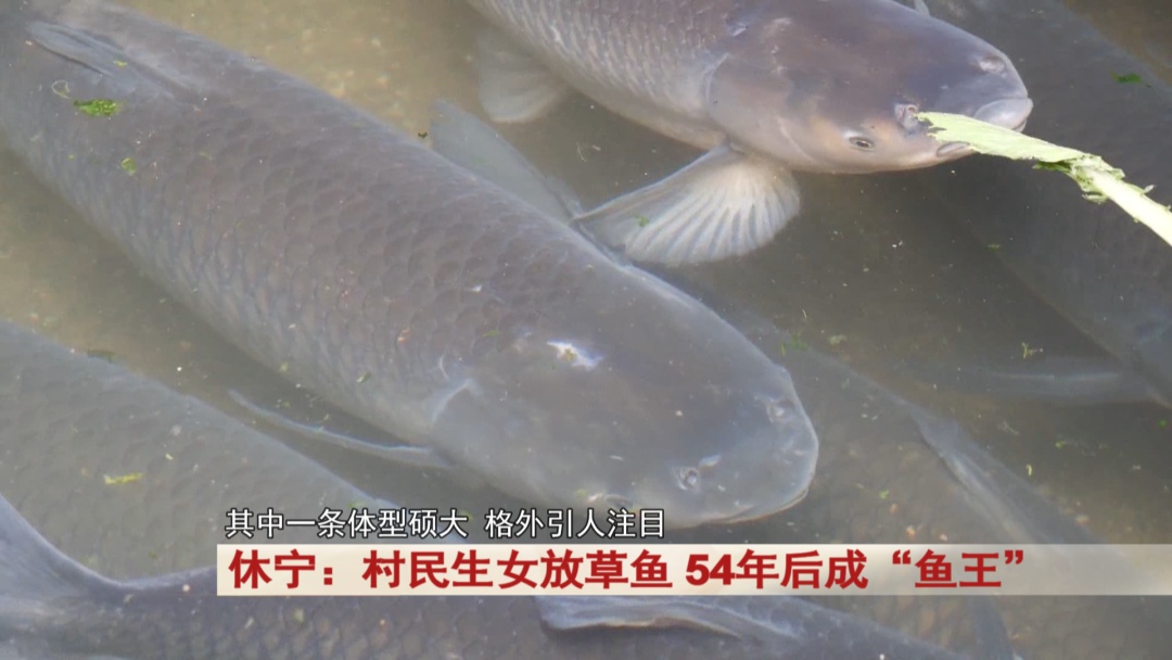 安徽休宁有一条“鱼王”已经55岁！现在依然健康