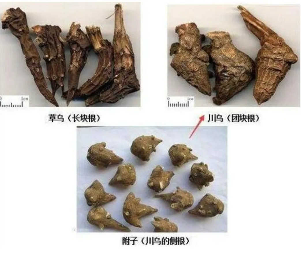 0.003g就能致死！广东人经常喝…