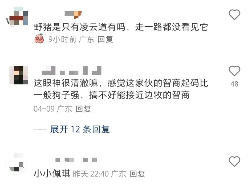 游客在深圳梧桐山投喂“眼神清澈”的野猪 工作人员：不建议