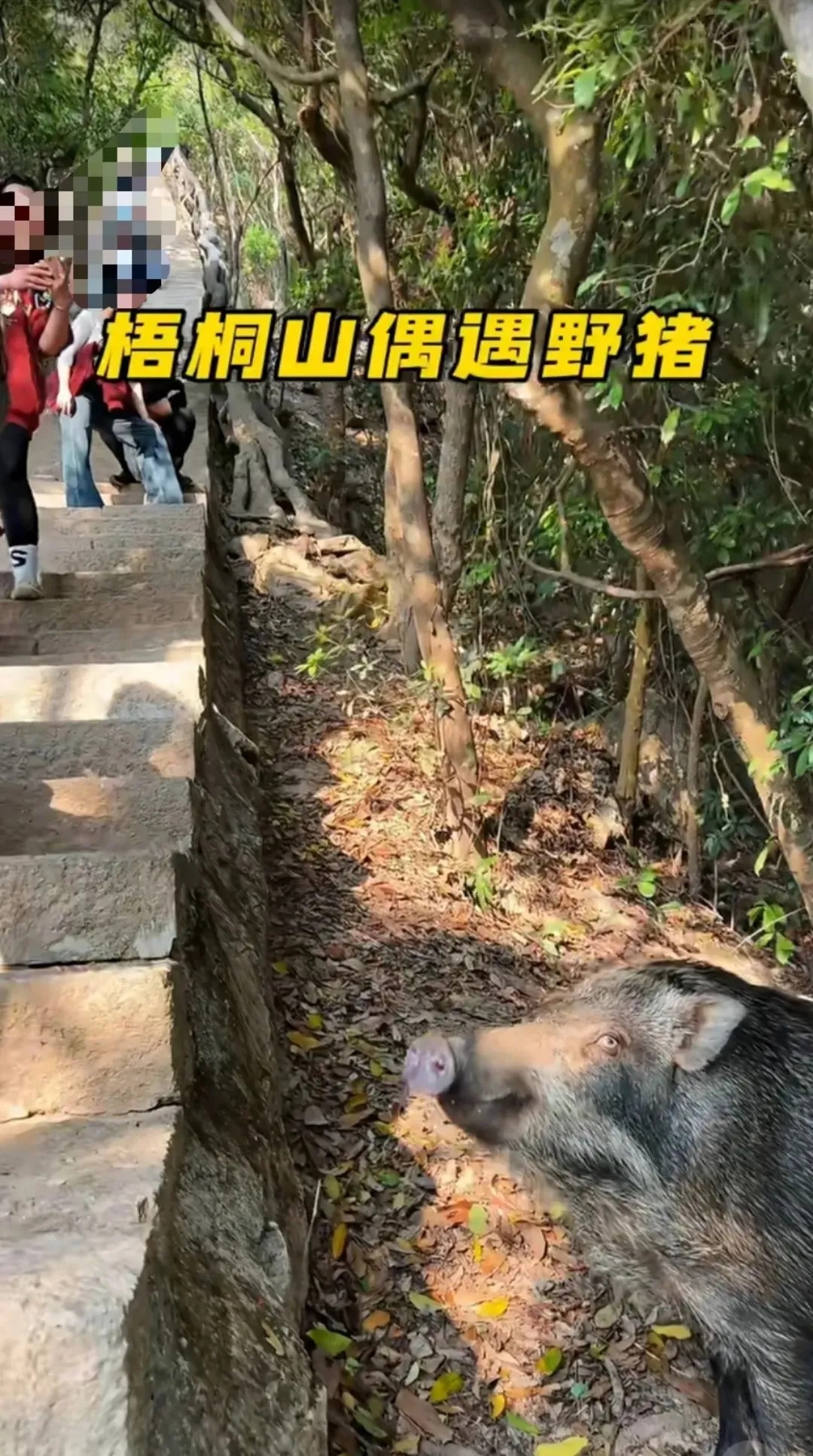 游客在深圳梧桐山投喂“眼神清澈”的野猪 工作人员：不建议