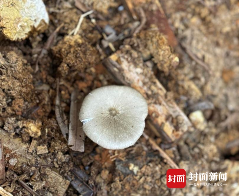 价格腰斩！四川人即将实现鸡枞菌自由