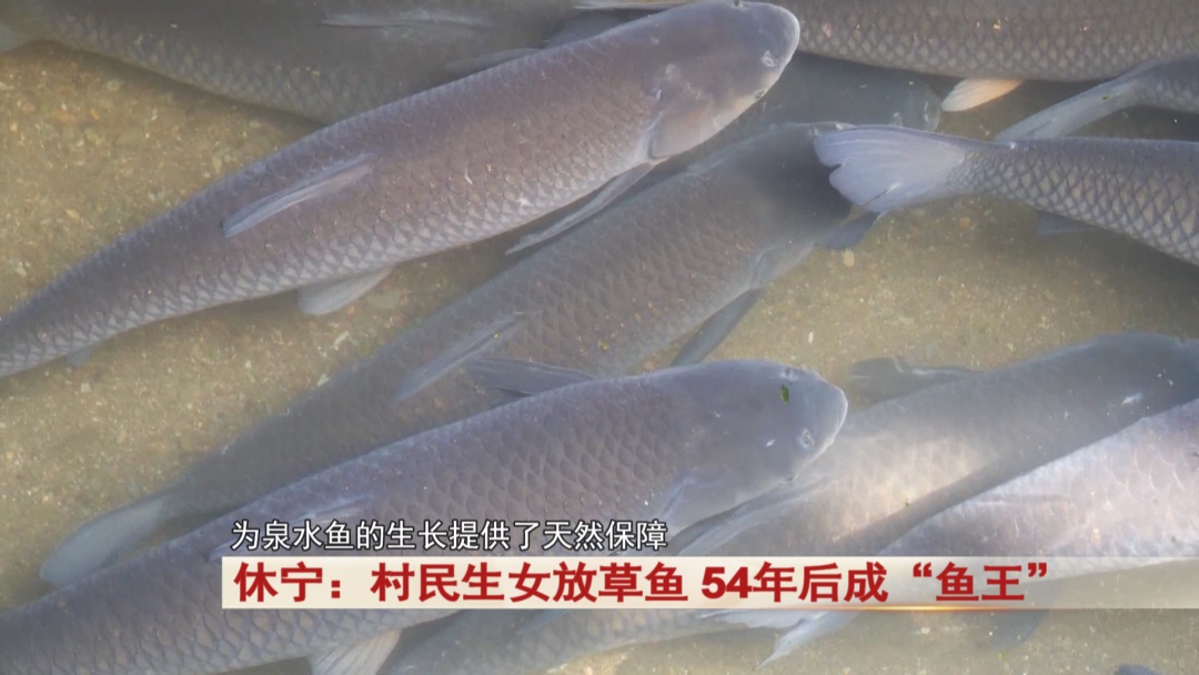 安徽休宁有一条“鱼王”已经55岁！现在依然健康