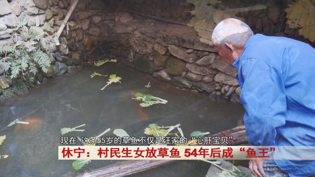 安徽休宁有一条“鱼王”已经55岁！现在依然健康