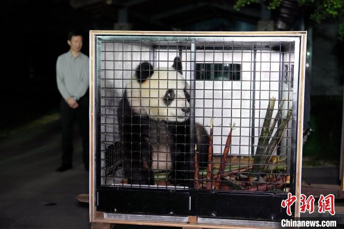 促进全球生物多样性保护 大熊猫“荷风”“兰韵”启程赴奥地利