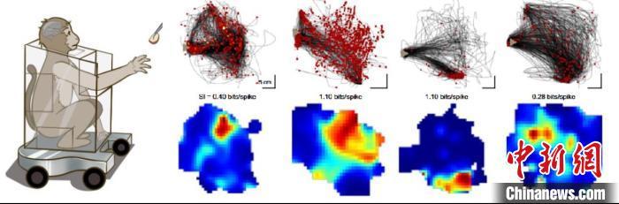 猕猴大脑如何“导航”手的运动？中国团队研究首揭神经编码机制