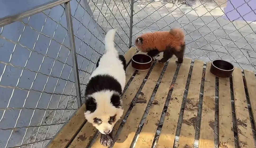 安徽一动物园回应“用染色狗扮演熊猫”：已撤走