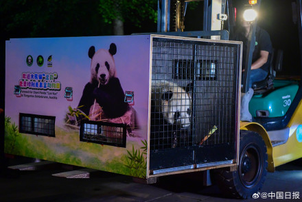 启程赴奥地利!大熊猫荷风兰韵将开启10年旅居生活 启程赴奥地利!大熊猫荷风兰韵将开启10年旅居生活