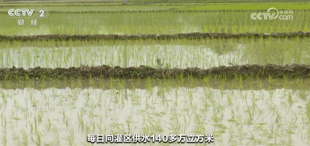 闻“旱”而动 广西贵港统筹协调、最大限度保障农田春灌用水