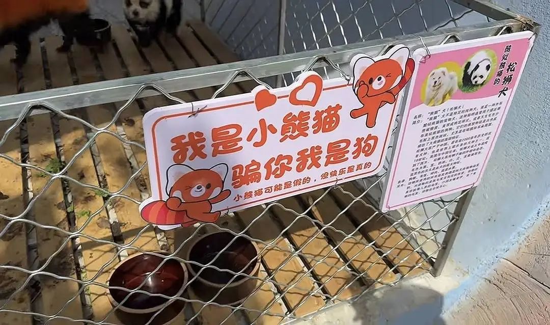 安徽一动物园回应“用染色狗扮演熊猫”：已撤走