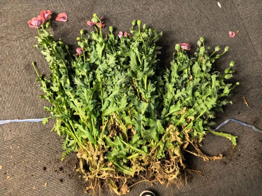 这种花，种不得！看到立即报警