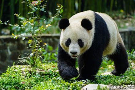 启程赴奥地利!大熊猫荷风兰韵将开启10年旅居生活 启程赴奥地利!大熊猫荷风兰韵将开启10年旅居生活