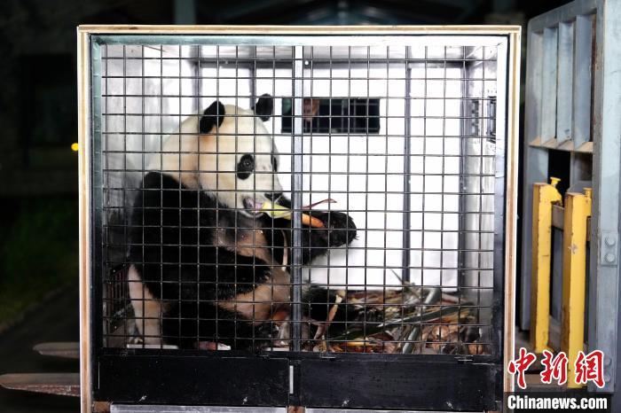 大熊猫“荷风”“兰韵”开启十年旅奥新生活