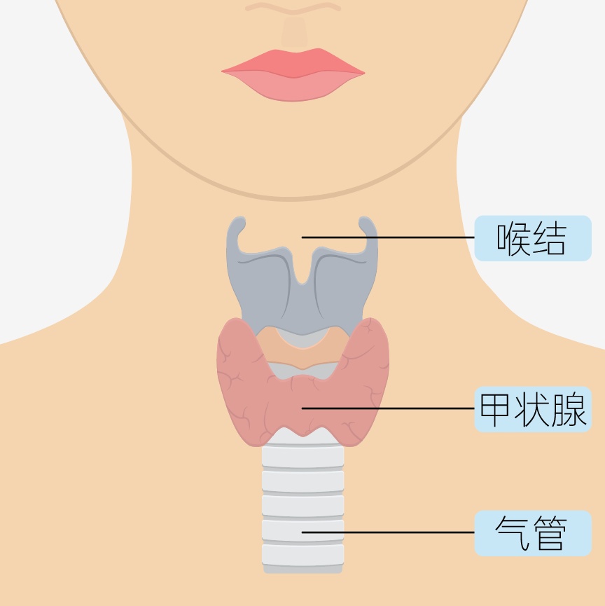 熬夜和生气,对你的甲状腺就是在混合双打…… 熬夜和生气,对你的甲状腺就是在混合双打……