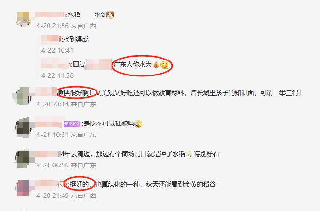 谁种的？东莞闹市区绿化带惊现水稻，家居广场：商户提的建议