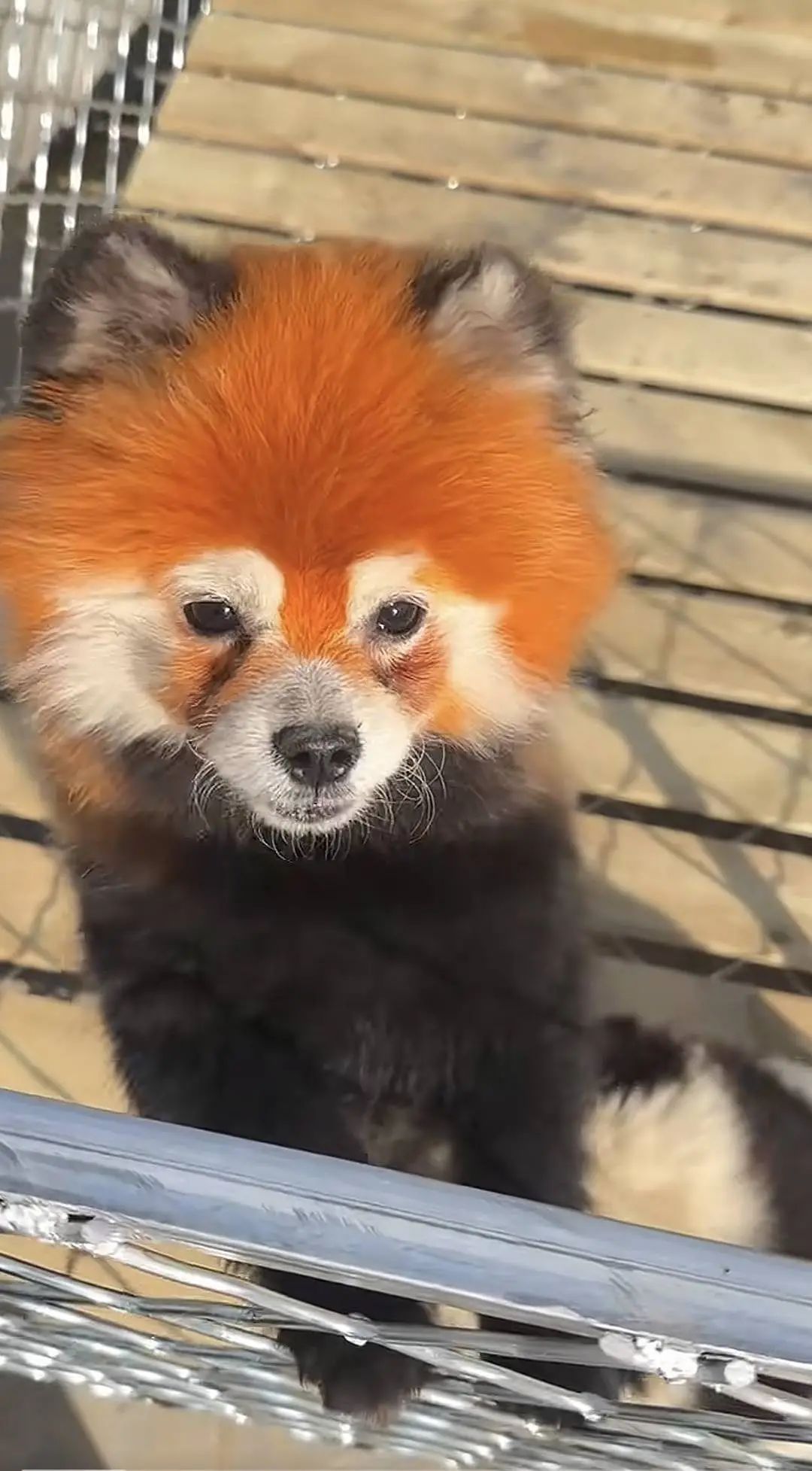 安徽一动物园回应“用染色狗扮演熊猫”：已撤走