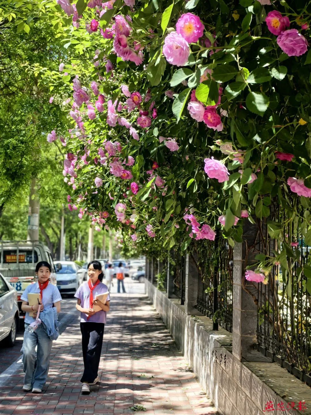 快来打卡！石家庄十几条蔷薇花街强势“出街”
