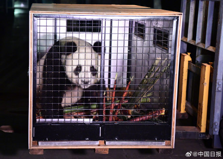 启程赴奥地利!大熊猫荷风兰韵将开启10年旅居生活 启程赴奥地利!大熊猫荷风兰韵将开启10年旅居生活