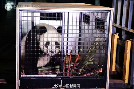 2只大熊猫出差奥地利