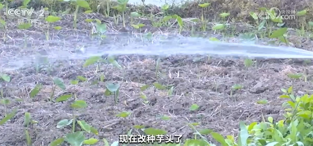闻“旱”而动 广西贵港统筹协调、最大限度保障农田春灌用水