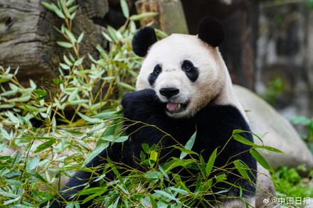 启程赴奥地利!大熊猫荷风兰韵将开启10年旅居生活 启程赴奥地利!大熊猫荷风兰韵将开启10年旅居生活
