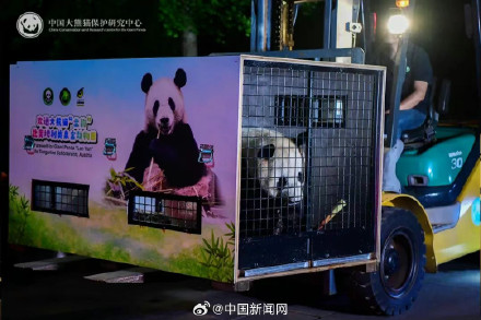 2只大熊猫出差奥地利
