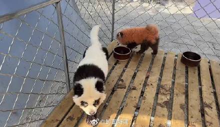 安徽一动物园用染色狗扮演熊猫 园方：现已撤走